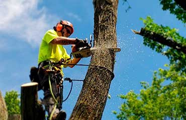 tree-removal Image